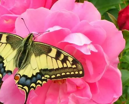 Gartenhotel Rosenhof Bei Kitzbuehel Oberndorf in Tirol